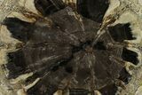 Petrified Wood (Hermanophyton) Slab - Colorado #152222-1